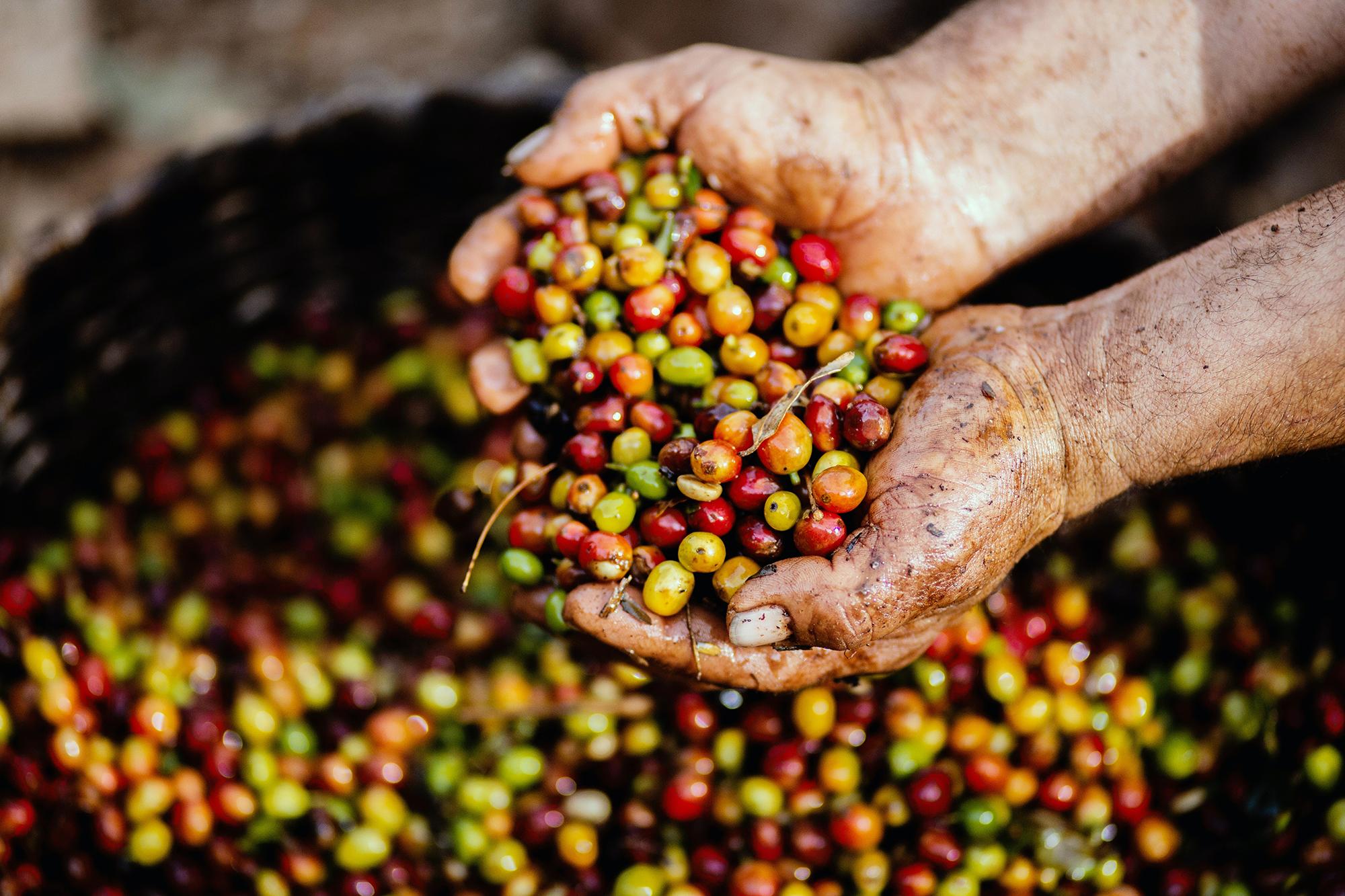 sem/geoscience-coffee-beans